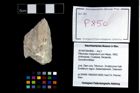 Foto (Objekt + Etikett) von Pithonoton marginatum (von Meyer, 1842)  (NHMW-GEO-2014-0194-0850)